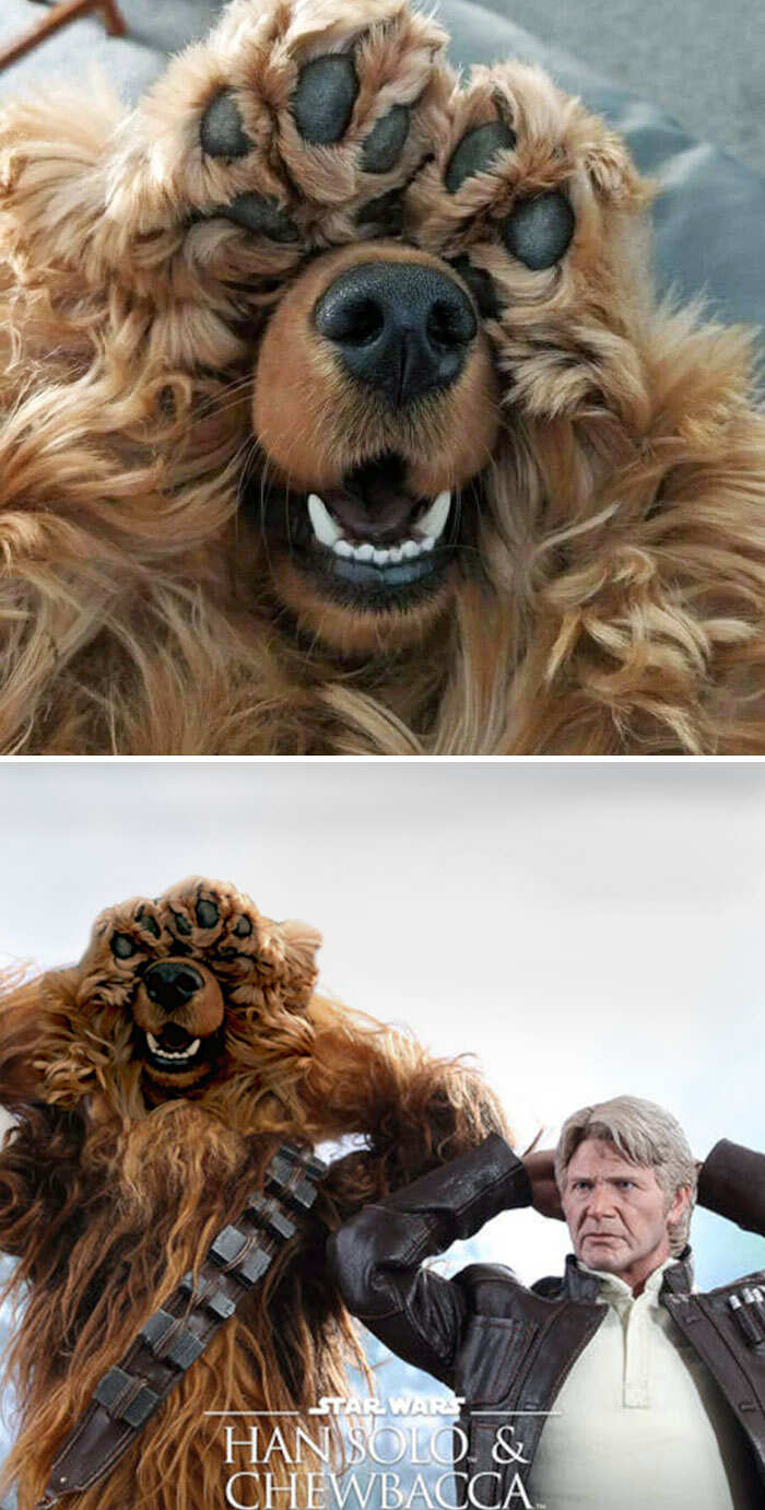 Photoshop Battles reddit foto divertenti Photoshop Battles reddit foto divertenti