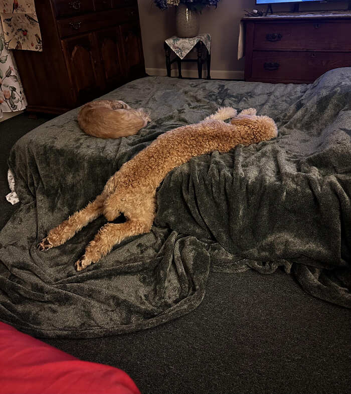 cani adorabili foto buonumore cani adorabili foto buonumore