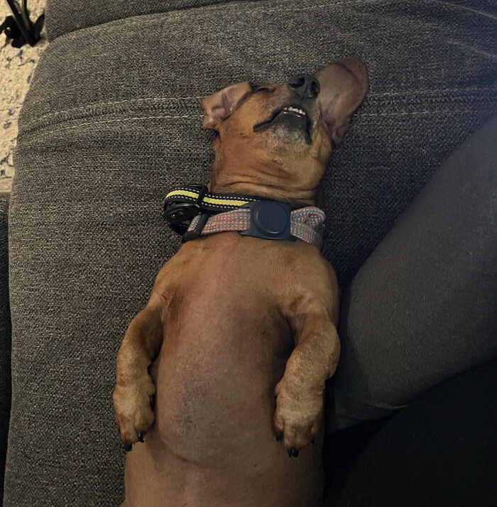 cani adorabili foto buonumore cani adorabili foto buonumore