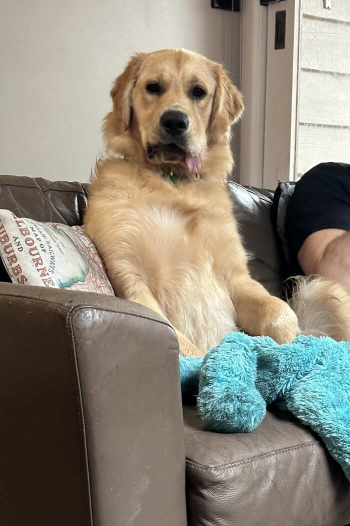 cani adorabili foto buonumore cani adorabili foto buonumore