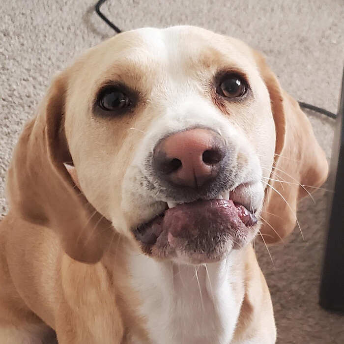 cani adorabili foto buonumore cani adorabili foto buonumore