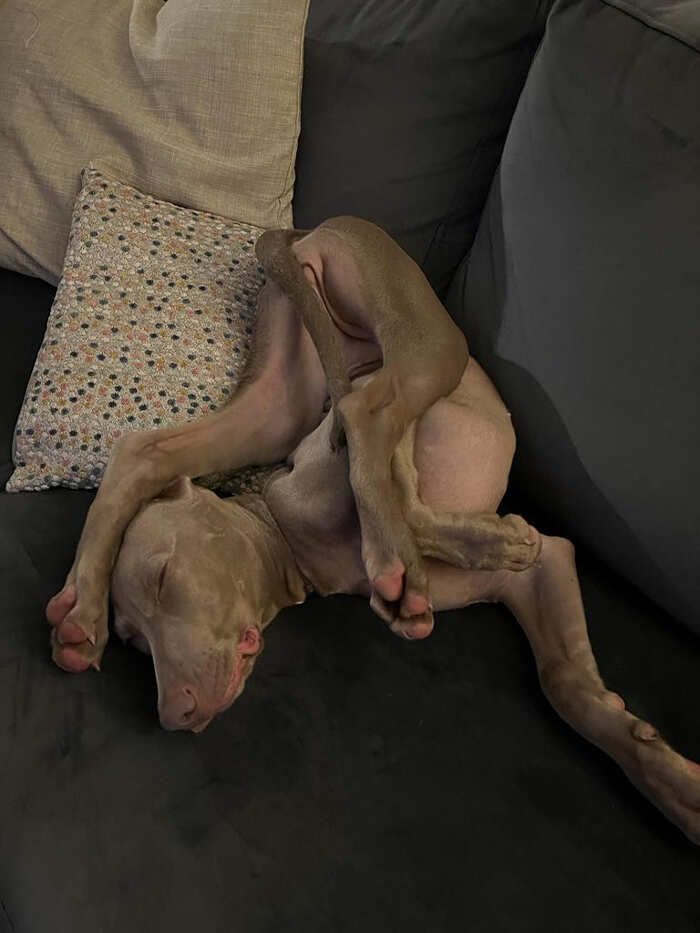 cani adorabili foto buonumore cani adorabili foto buonumore