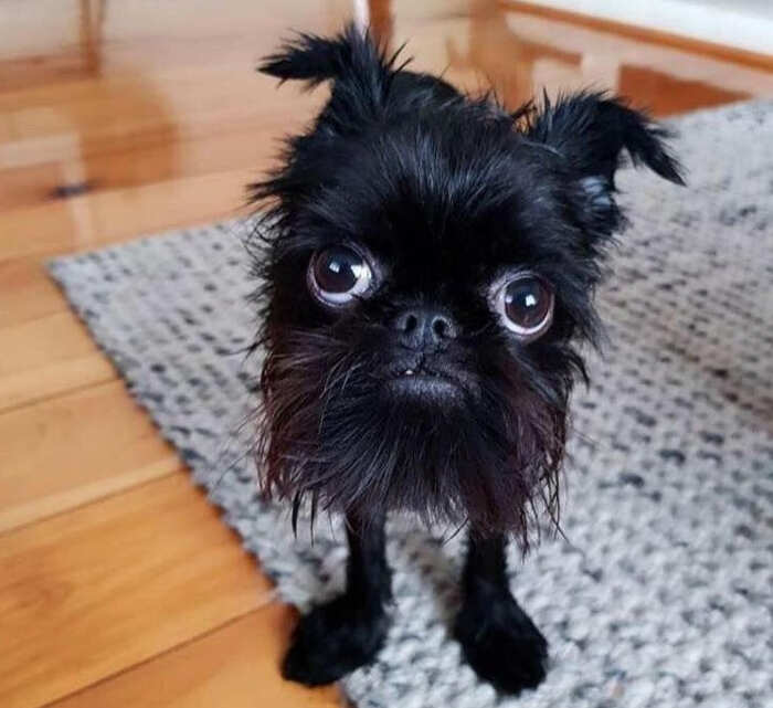 cani adorabili foto buonumore cani adorabili foto buonumore