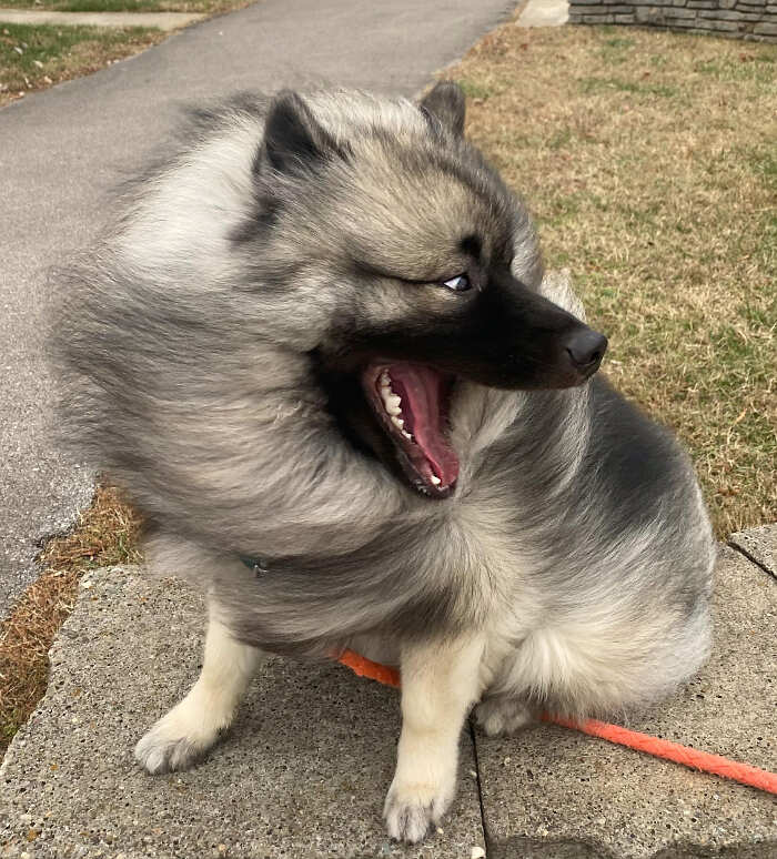 cani adorabili foto buonumore cani adorabili foto buonumore