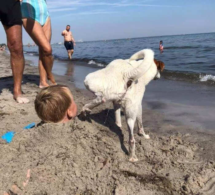 cani adorabili foto buonumore cani adorabili foto buonumore