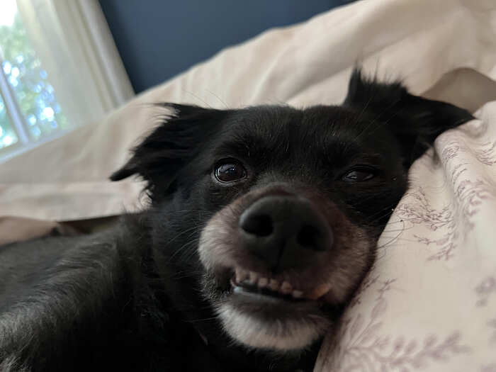 cani adorabili foto buonumore cani adorabili foto buonumore