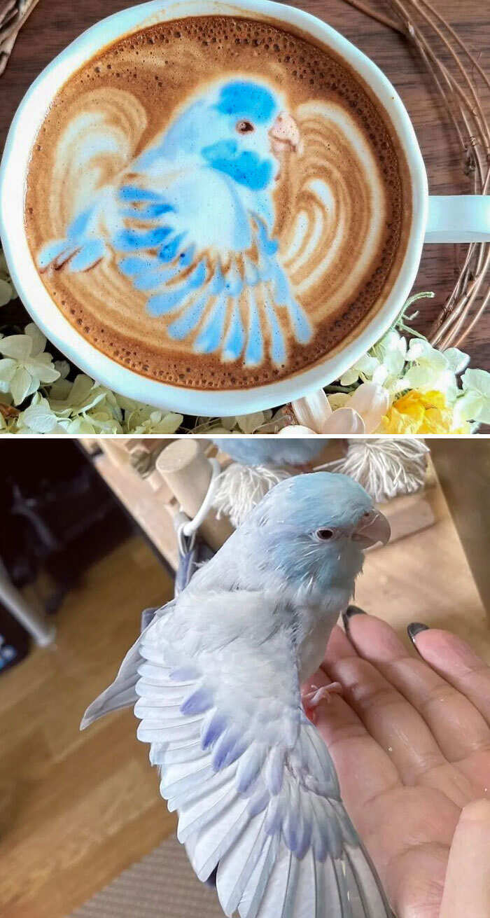 decorazioni cappuccino caffè latte art decorazioni cappuccino caffè latte art