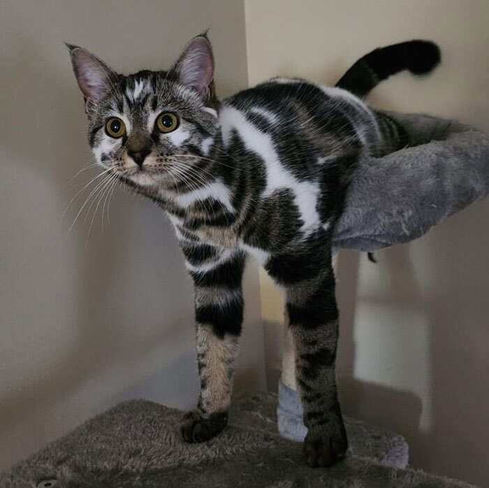 animali posizioni divertenti animali posizioni divertenti