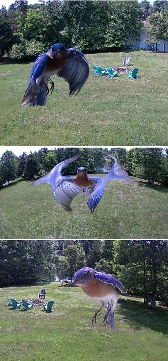 foto divertenti uccelli foto divertenti uccelli