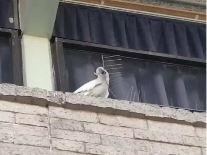 foto divertenti uccelli foto divertenti uccelli