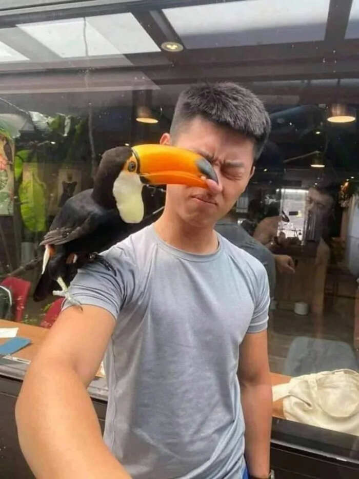 foto divertenti uccelli foto divertenti uccelli