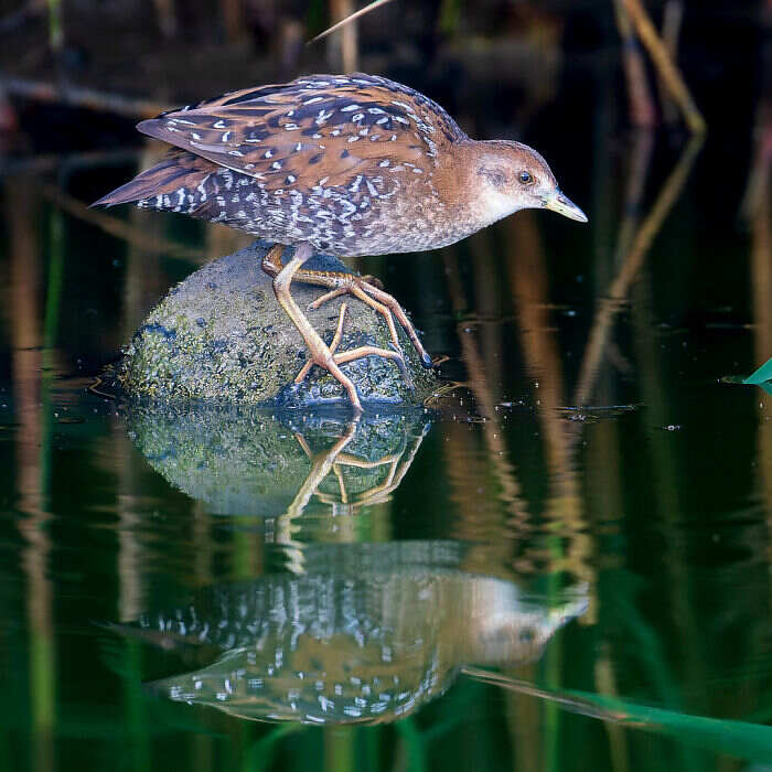 foto animali selvatici Lennart Verheuvel foto animali selvatici Lennart Verheuvel