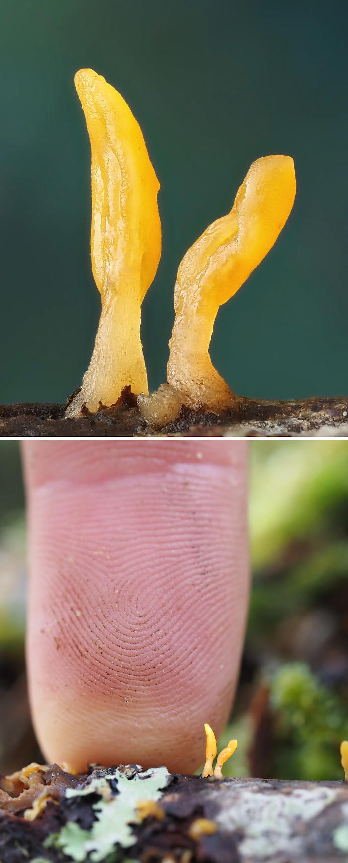 foto funghi Cyanesense foto funghi Cyanesense