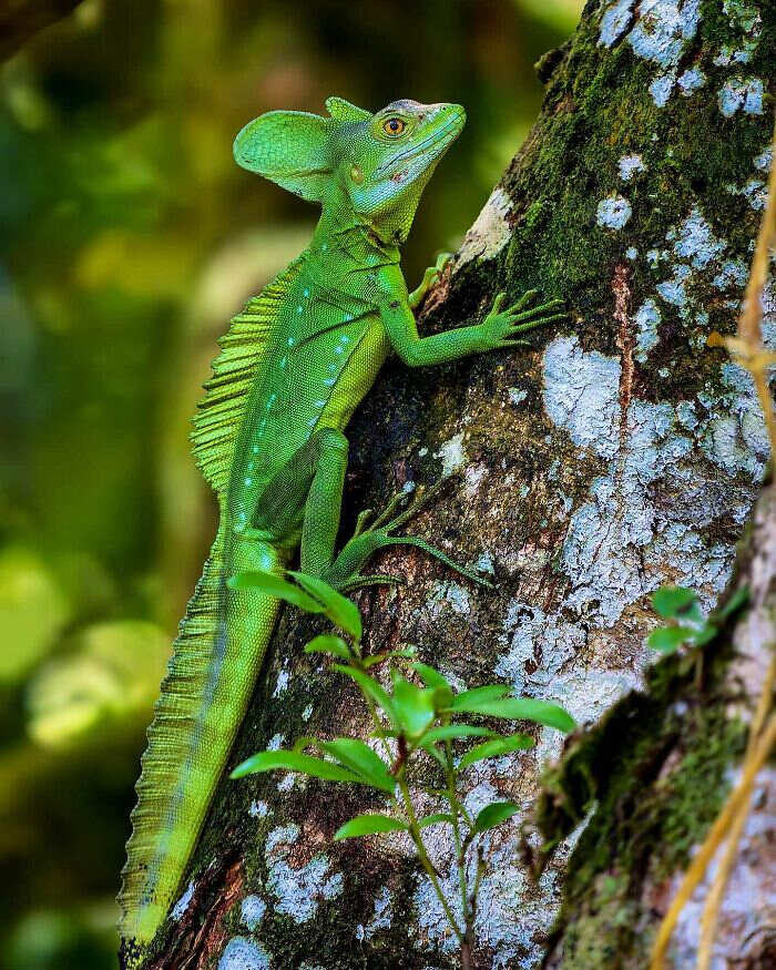 animali selvatici foto Ignacio Yúfera animali selvatici foto Ignacio Yúfera