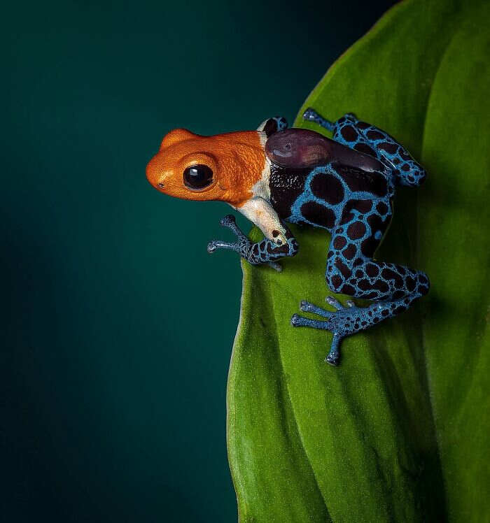 animali selvatici foto Ignacio Yúfera animali selvatici foto Ignacio Yúfera