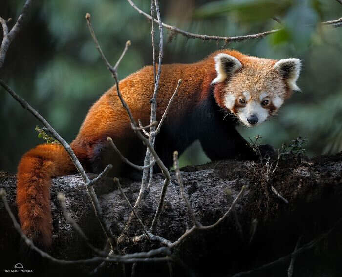animali selvatici foto Ignacio Yúfera animali selvatici foto Ignacio Yúfera