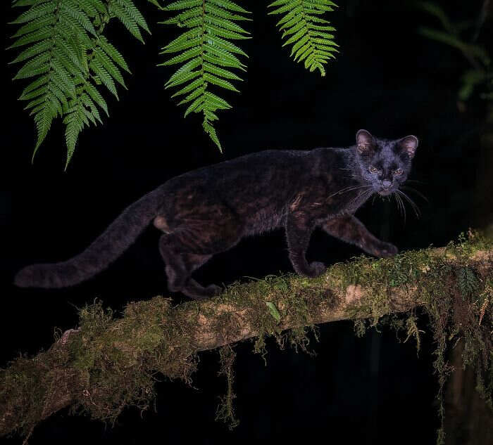 animali selvatici foto Ignacio Yúfera animali selvatici foto Ignacio Yúfera