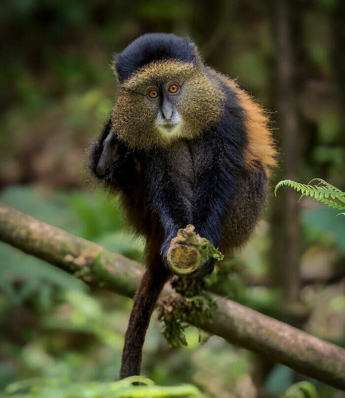 animali selvatici foto Ignacio Yúfera animali selvatici foto Ignacio Yúfera