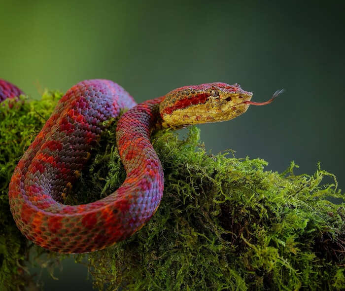 animali selvatici foto Ignacio Yúfera animali selvatici foto Ignacio Yúfera