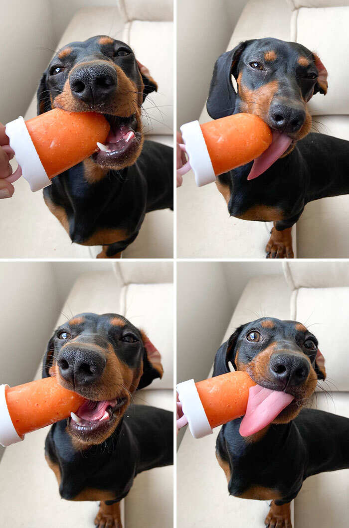 cani bassotti foto cani bassotti foto