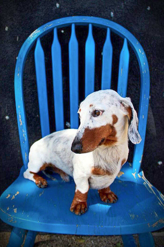 cani bassotti foto cani bassotti foto