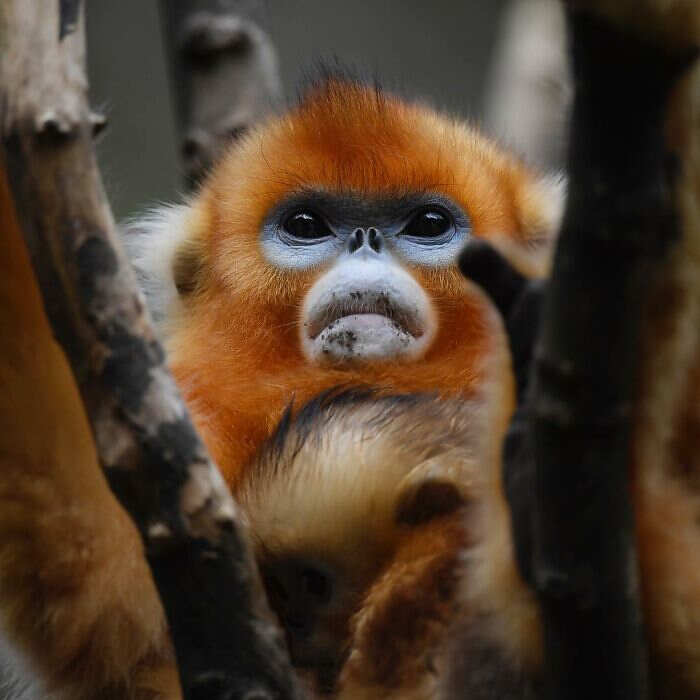 foto animali selvatici Staffan Widstrand foto animali selvatici Staffan Widstrand