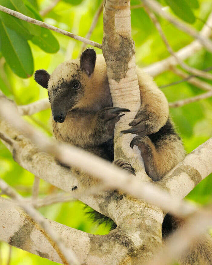 foto animali selvatici Staffan Widstrand foto animali selvatici Staffan Widstrand