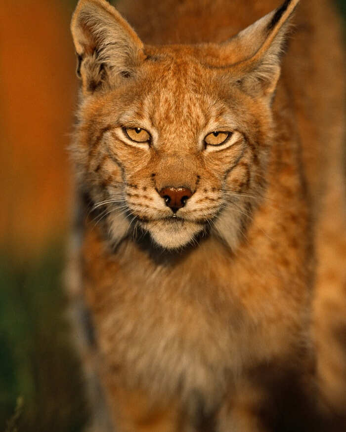 foto animali selvatici Staffan Widstrand foto animali selvatici Staffan Widstrand