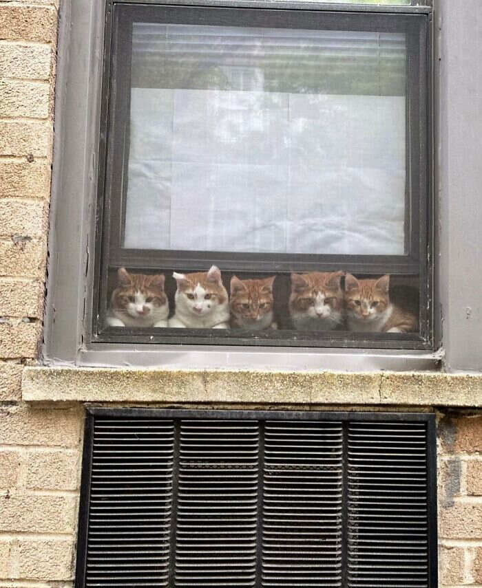 foto gatti alla finestra foto gatti alla finestra