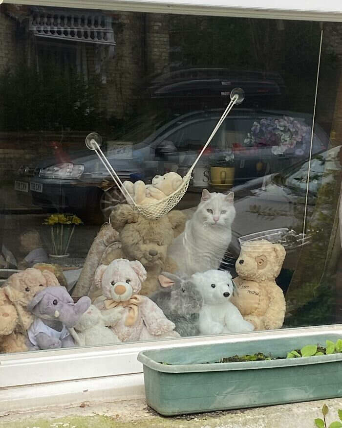 foto gatti alla finestra foto gatti alla finestra