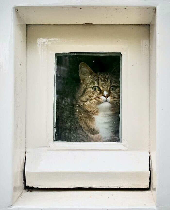 foto gatti alla finestra foto gatti alla finestra
