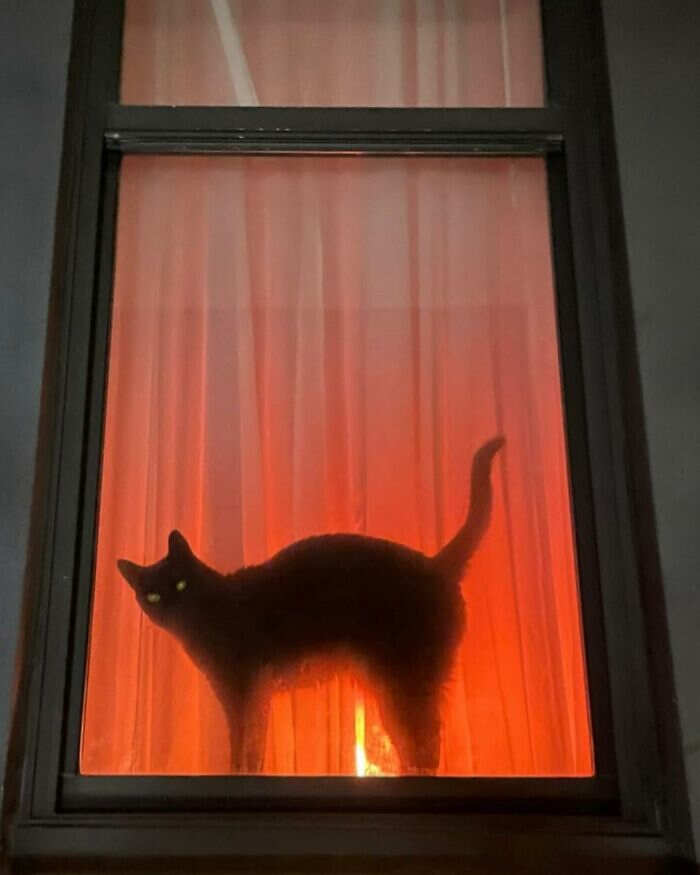 foto gatti alla finestra foto gatti alla finestra