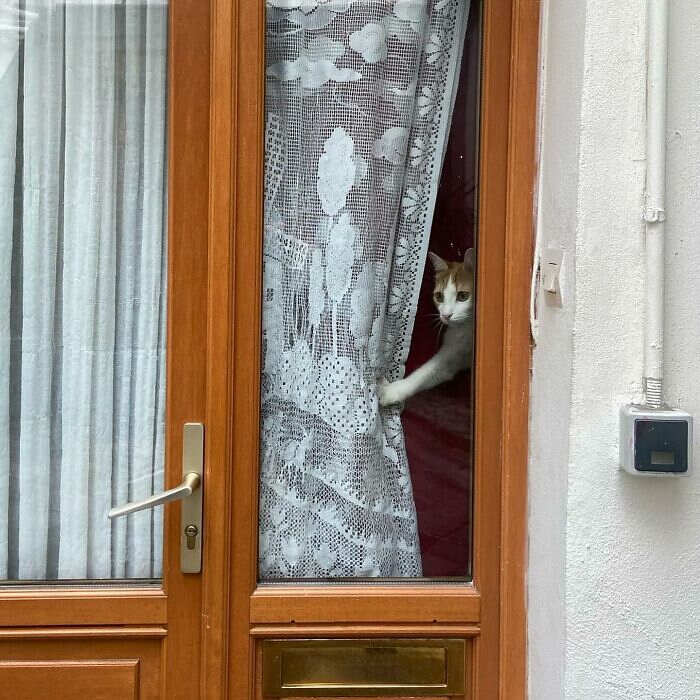 foto gatti alla finestra foto gatti alla finestra