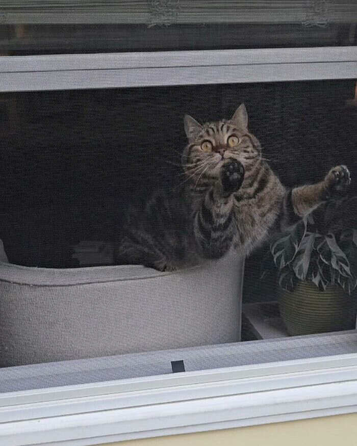 foto gatti alla finestra foto gatti alla finestra