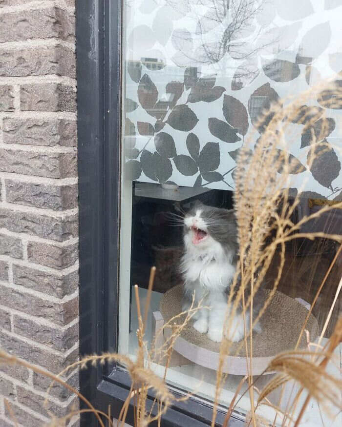 foto gatti alla finestra foto gatti alla finestra
