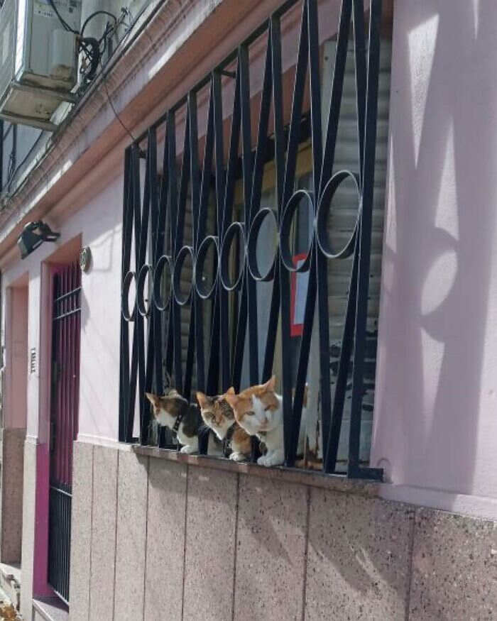 foto gatti alla finestra foto gatti alla finestra