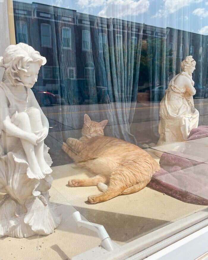 foto gatti alla finestra foto gatti alla finestra