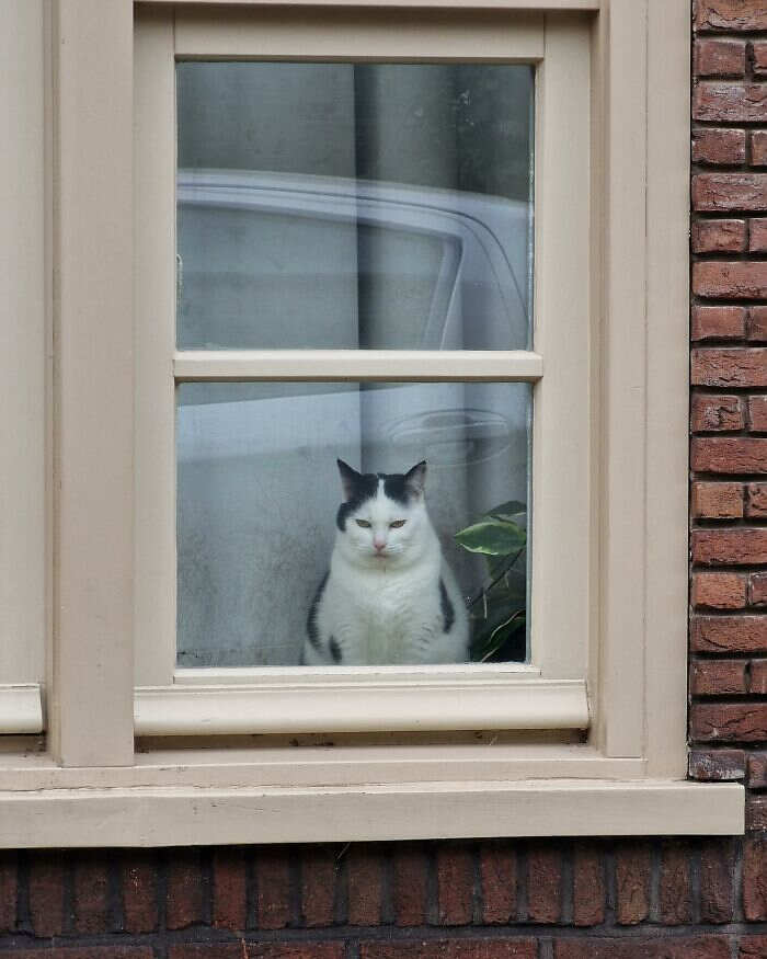 foto gatti alla finestra foto gatti alla finestra