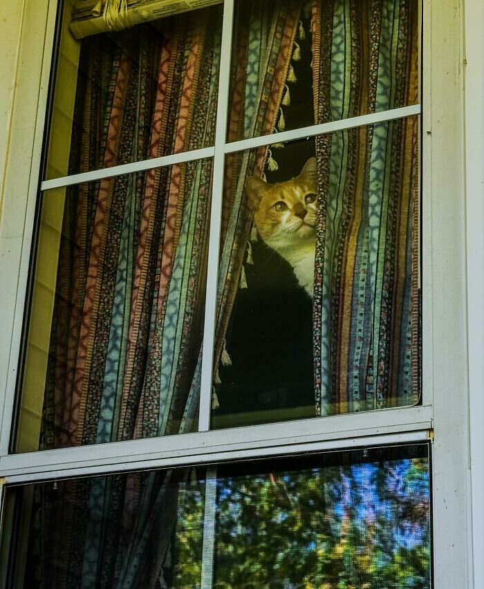 foto gatti alla finestra foto gatti alla finestra