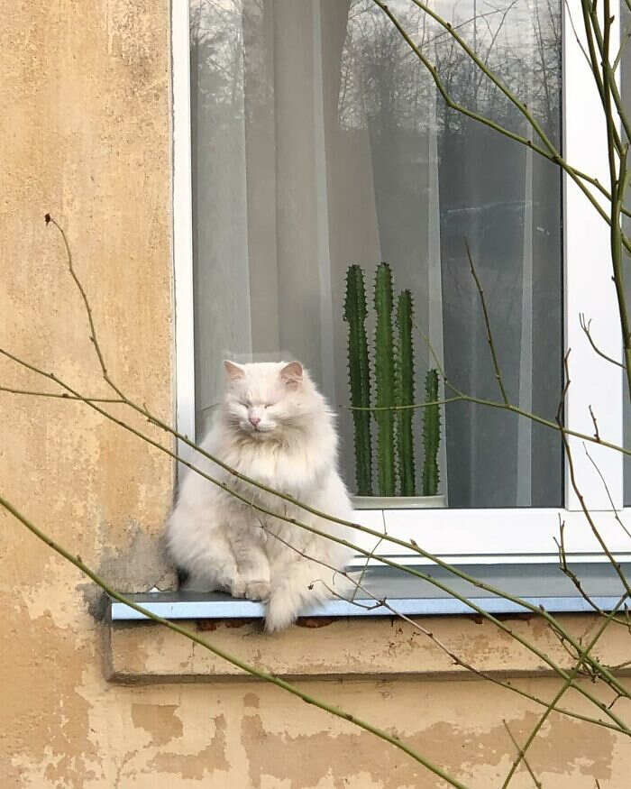 foto gatti alla finestra foto gatti alla finestra