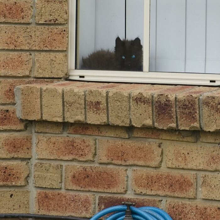 foto gatti alla finestra foto gatti alla finestra