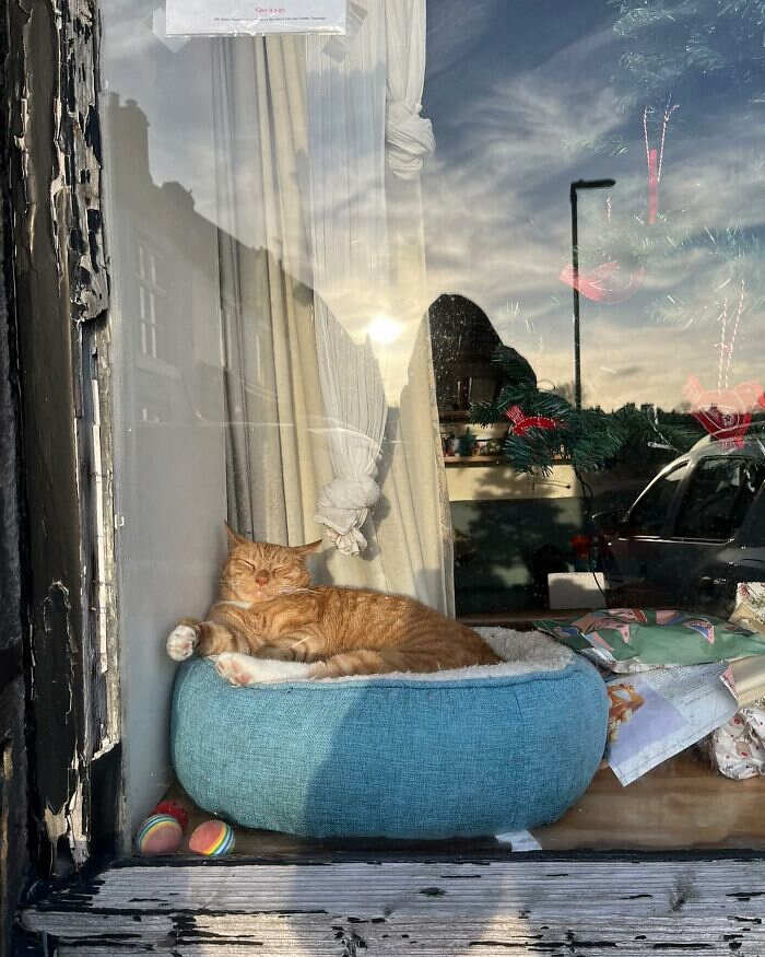 foto gatti alla finestra foto gatti alla finestra