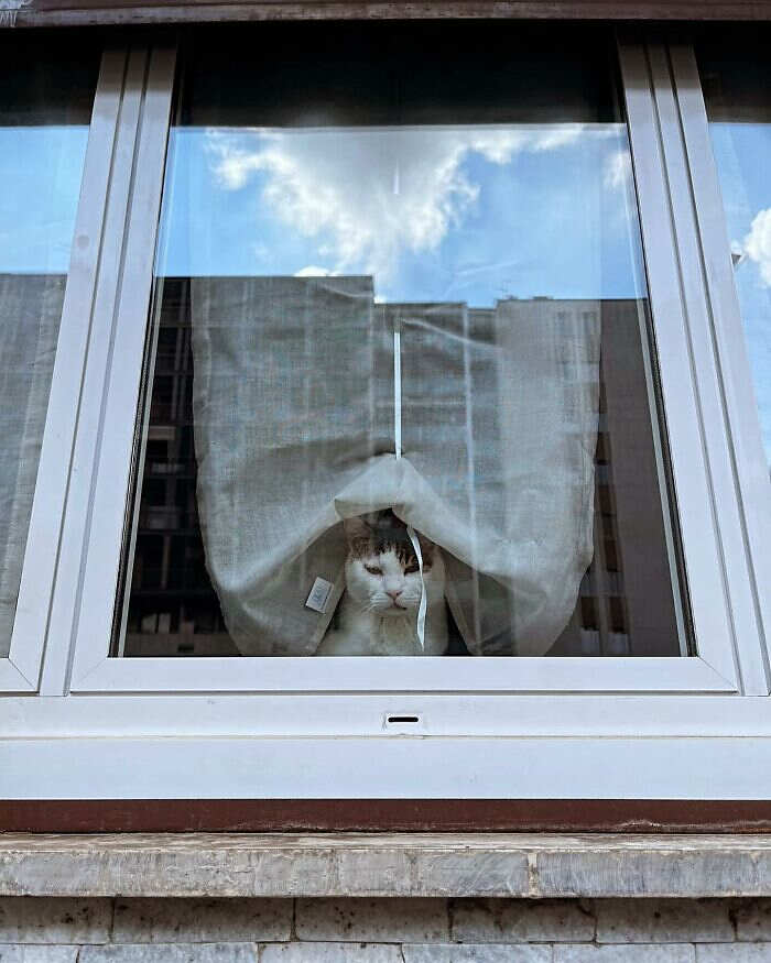 foto gatti alla finestra foto gatti alla finestra