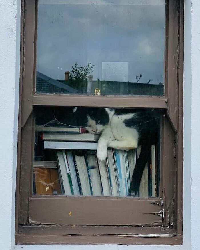 foto gatti alla finestra foto gatti alla finestra