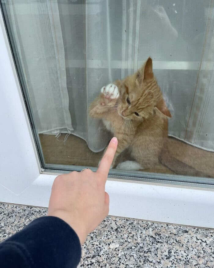 foto gatti alla finestra foto gatti alla finestra
