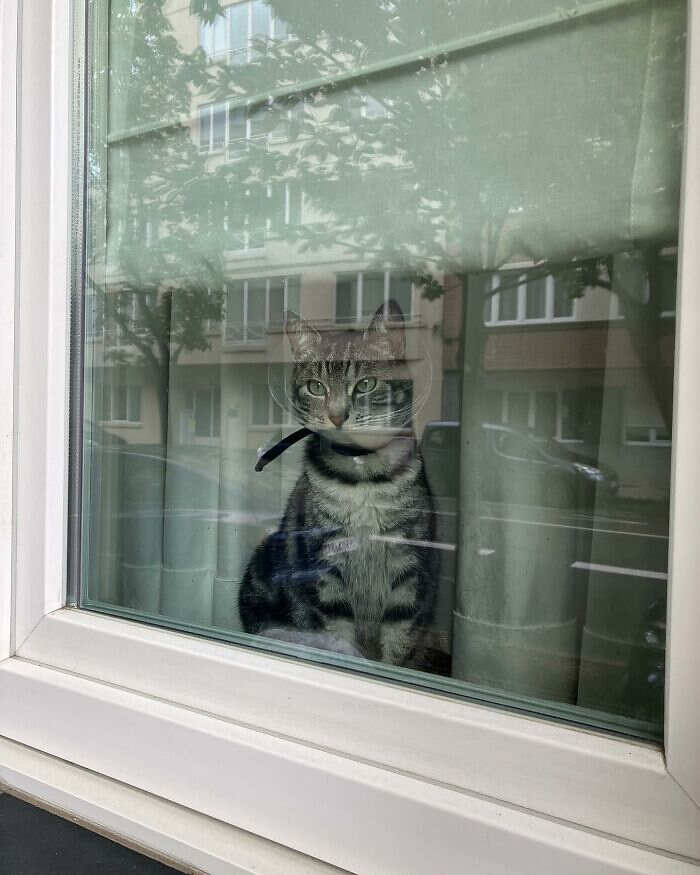 foto gatti alla finestra foto gatti alla finestra