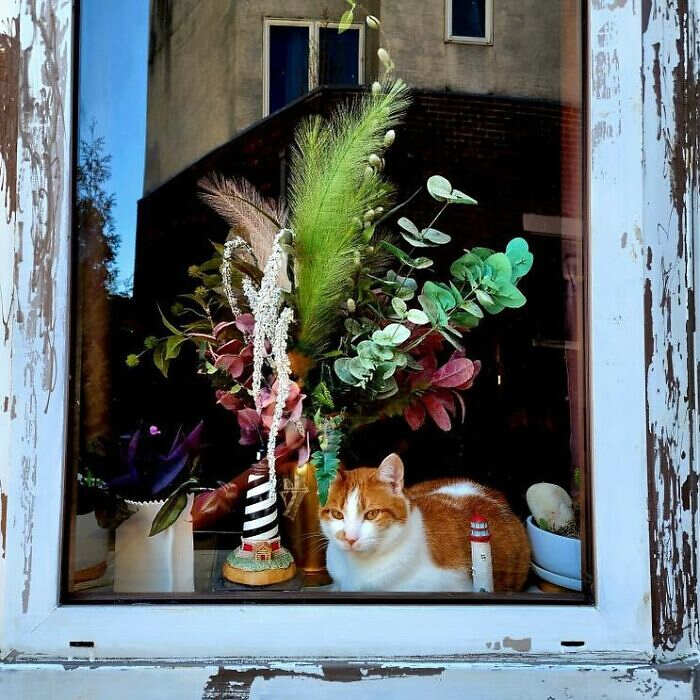 foto gatti alla finestra foto gatti alla finestra