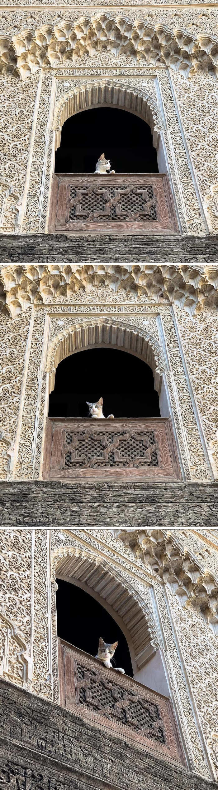 foto gatti alla finestra foto gatti alla finestra