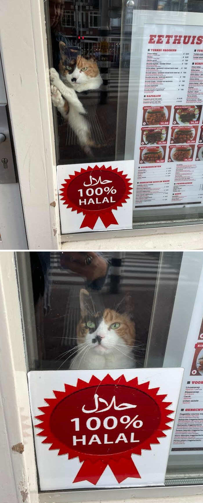 foto gatti alla finestra foto gatti alla finestra