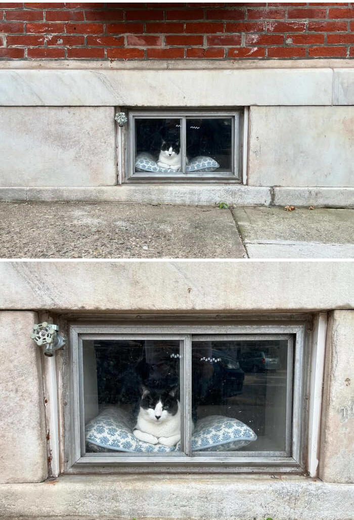 foto gatti alla finestra foto gatti alla finestra